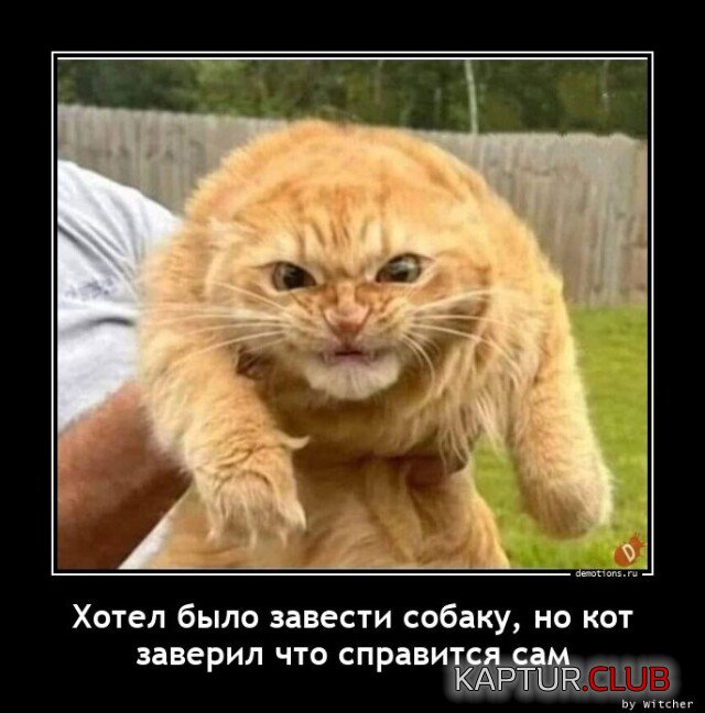 1683092034_demy-6.jpg | Рено Каптур Клуб Россия | Форум KAPTUR.SU