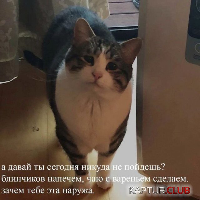 1683371188_238014_15_trinixy_ru.jpg | Рено Каптур Клуб Россия | Форум KAPTUR.SU