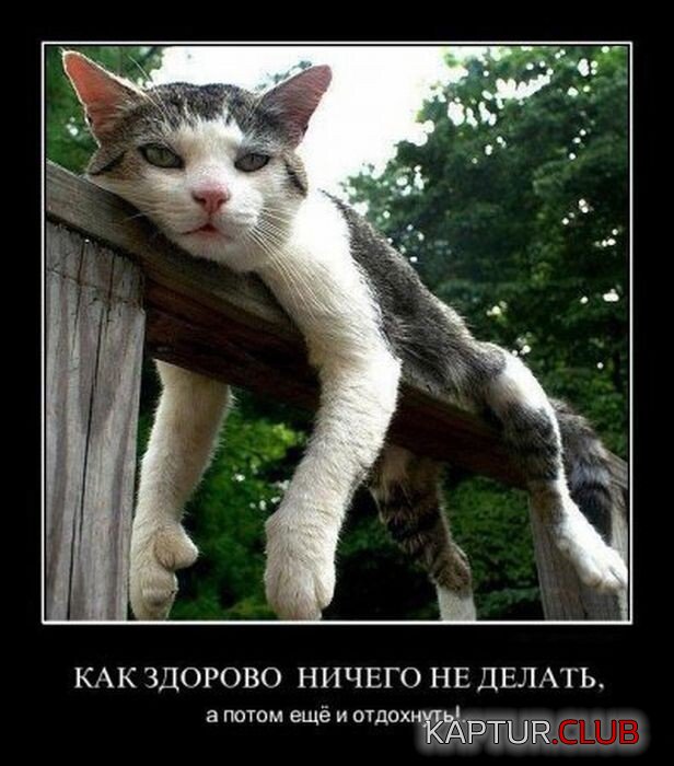1688631551_1686644530_demotivatory-10.jpg | Рено Каптур Клуб Россия | Форум KAPTUR.SU