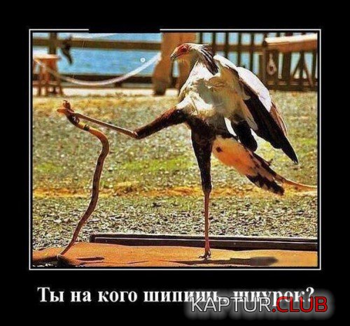 169282726.p.500.500.0.jpg | Рено Каптур Клуб Россия | Форум KAPTUR.SU