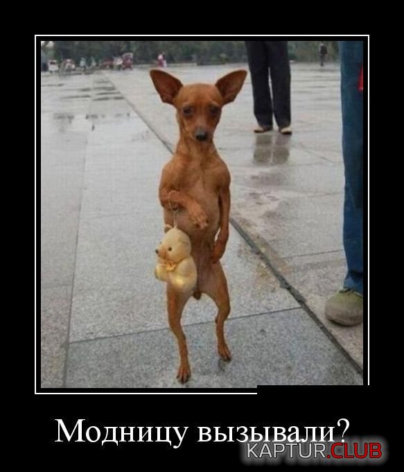 16ec8479479809520d5256a1cec.jpg | Рено Каптур Клуб Россия | Форум KAPTUR.SU