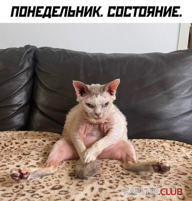 1700730590_243718_30_trinixy_ru.jpg | Рено Каптур Клуб Россия | Форум KAPTUR.SU