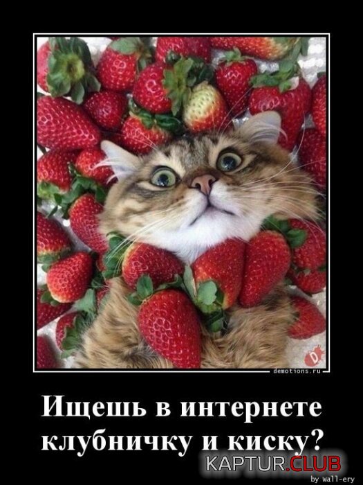 1704442901_1703626968_demki-3.jpg | Рено Каптур Клуб Россия | Форум KAPTUR.SU