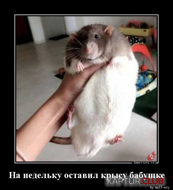 1704807094_1704375987_demotivatory-7.jpg | Рено Каптур Клуб Россия | Форум KAPTUR.SU