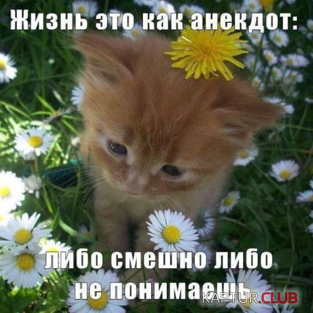1721898569_250726_11_trinixy_ru.jpg | Рено Каптур Клуб Россия | Форум KAPTUR.SU