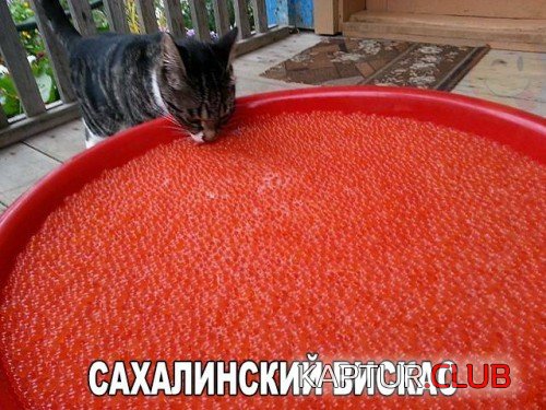 172725324.p.500.500.0.jpg | Рено Каптур Клуб Россия | Форум KAPTUR.SU