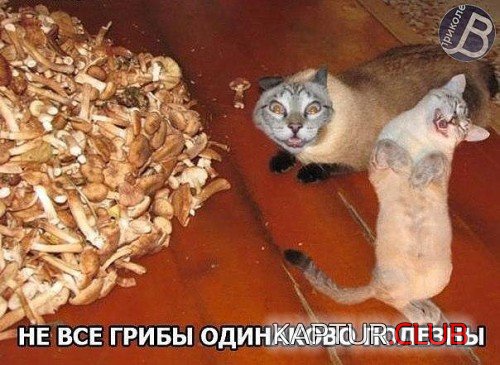 173600983.p.500.500.0.jpg | Рено Каптур Клуб Россия | Форум KAPTUR.SU