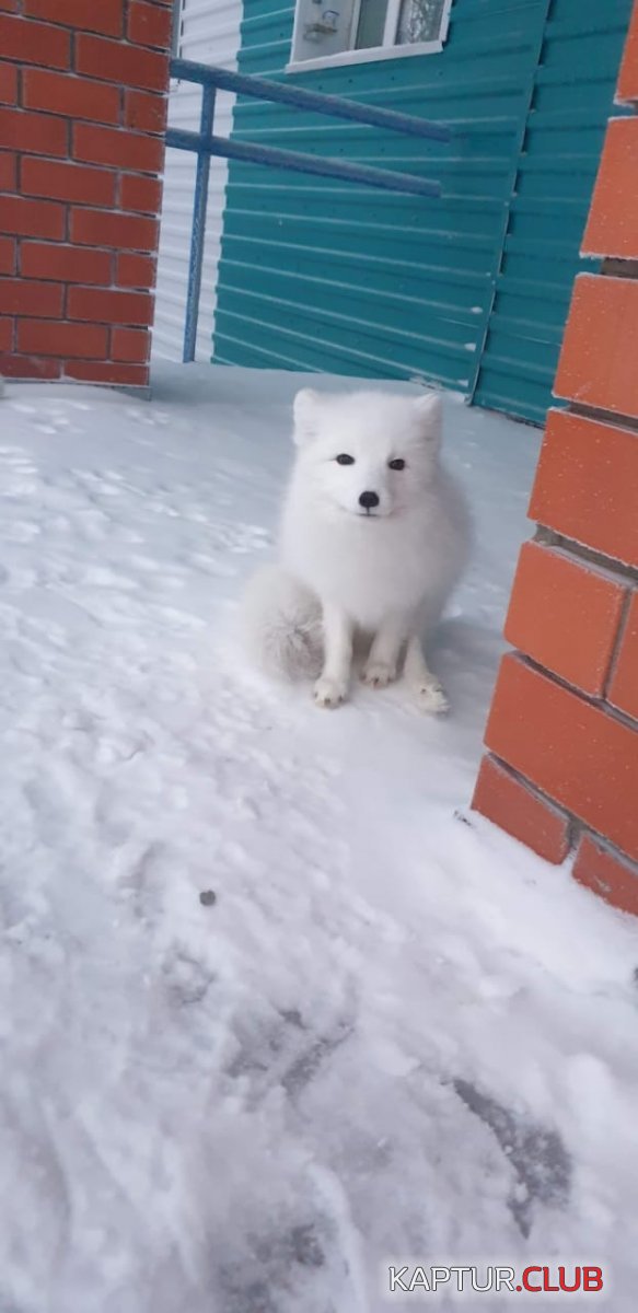 1765116150209.jpg | Рено Каптур Клуб Россия | Форум KAPTUR.SU