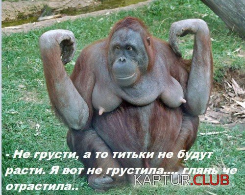 179718567.p.500.500.0.jpg | Рено Каптур Клуб Россия | Форум KAPTUR.SU