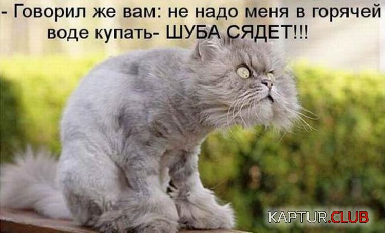 17cc045752f9fa375686c5ed56f.jpg | Рено Каптур Клуб Россия | Форум KAPTUR.SU