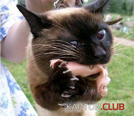 181f77aa21eea3011cc8735781d.jpg | Рено Каптур Клуб Россия | Форум KAPTUR.SU