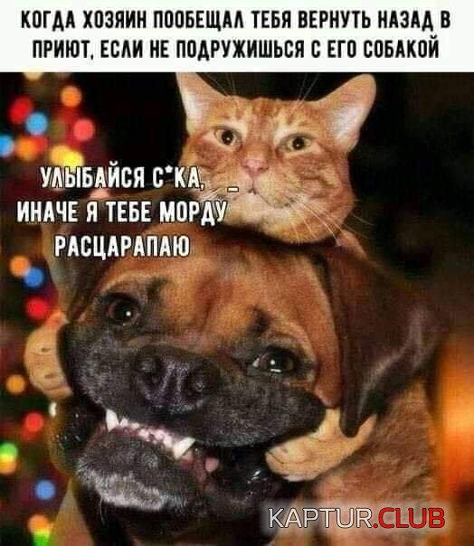 184474_7_trinixy_ru.jpg | Рено Каптур Клуб Россия | Форум KAPTUR.SU