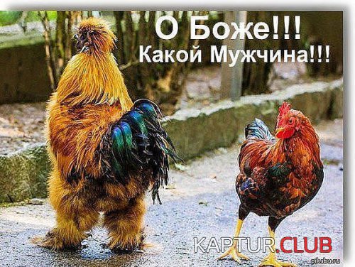 186534894.p.500.500.0.jpg | Рено Каптур Клуб Россия | Форум KAPTUR.SU