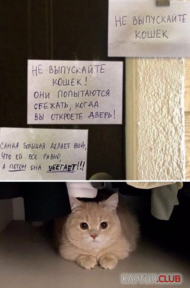 192000_9_trinixy_ru.jpg | Рено Каптур Клуб Россия | Форум KAPTUR.SU