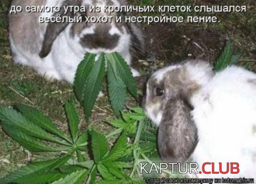 194075916.p.500.500.0.jpg | Рено Каптур Клуб Россия | Форум KAPTUR.SU