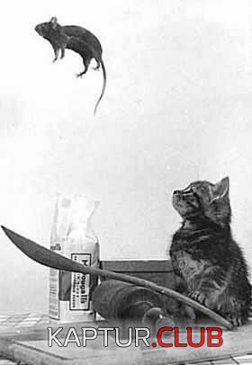 1944.jpg | Рено Каптур Клуб Россия | Форум KAPTUR.SU