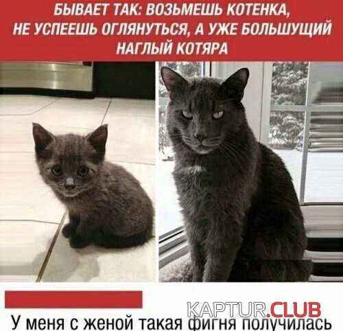 194841_8_trinixy_ru.jpg | Рено Каптур Клуб Россия | Форум KAPTUR.SU