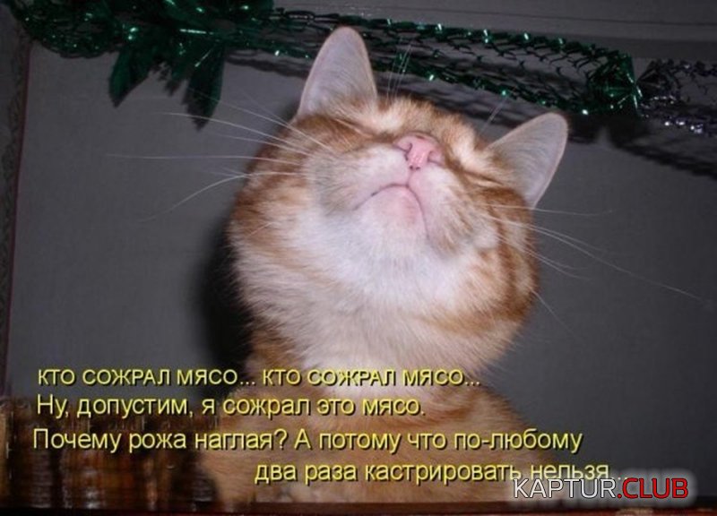 1bf05f0404dc61df10987c2ff06.jpg | Рено Каптур Клуб Россия | Форум KAPTUR.SU