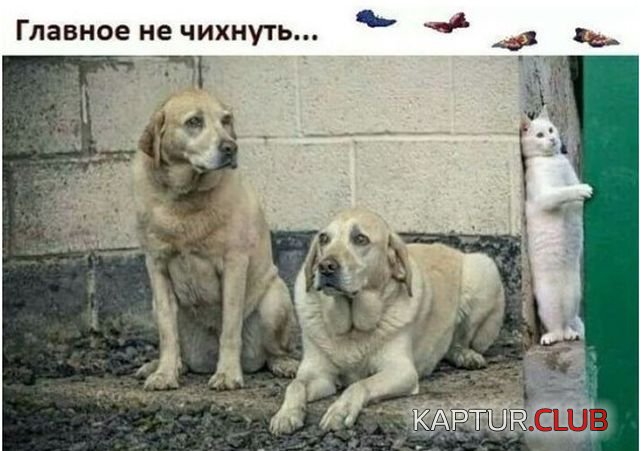 1d89b2ae7f19e7dcbccfeb2c186.jpg | Рено Каптур Клуб Россия | Форум KAPTUR.SU