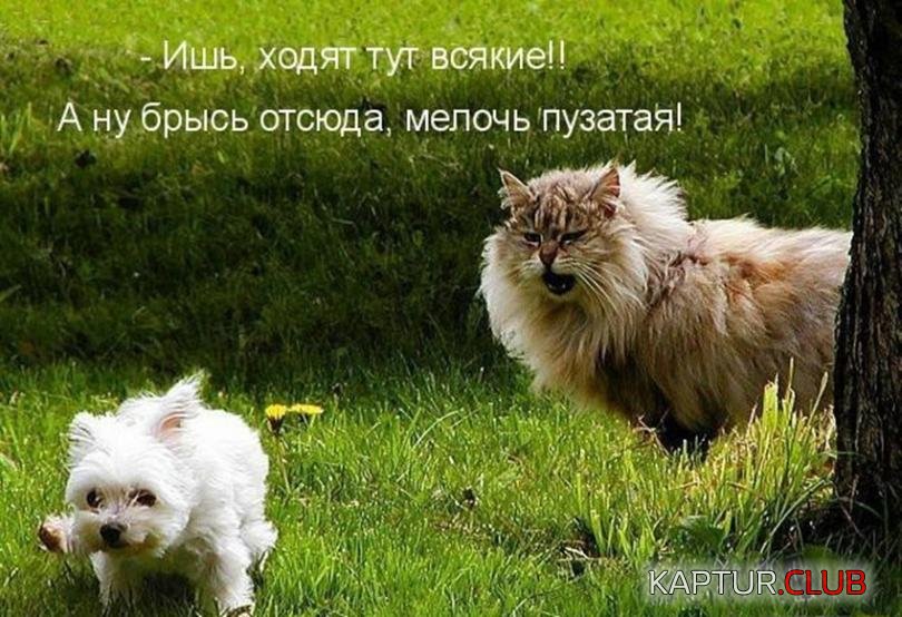 1e0e55bf87b8947791a20c481bf_prev.jpg | Рено Каптур Клуб Россия | Форум KAPTUR.SU