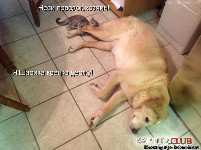 1f35a775bd4cf4889fed7d2c3c9.jpg | Рено Каптур Клуб Россия | Форум KAPTUR.SU