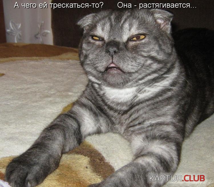 1f6c29c224b91ad191e85a7a5d7.jpg | Рено Каптур Клуб Россия | Форум KAPTUR.SU