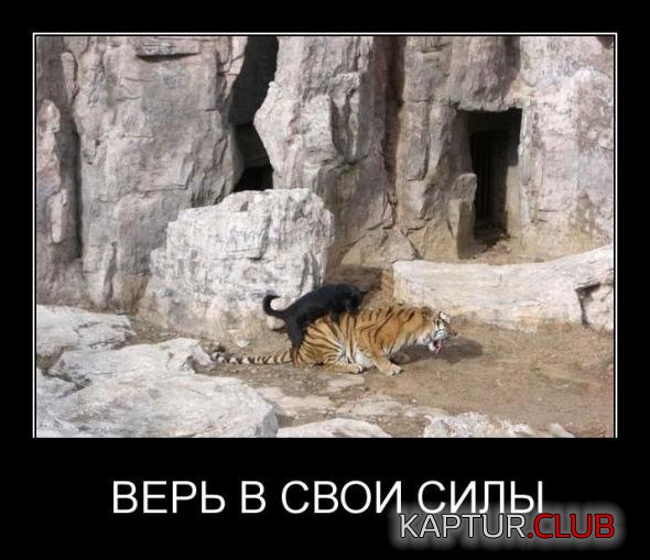 1fb91887f9399345887f53ec947_prev.jpg | Рено Каптур Клуб Россия | Форум KAPTUR.SU