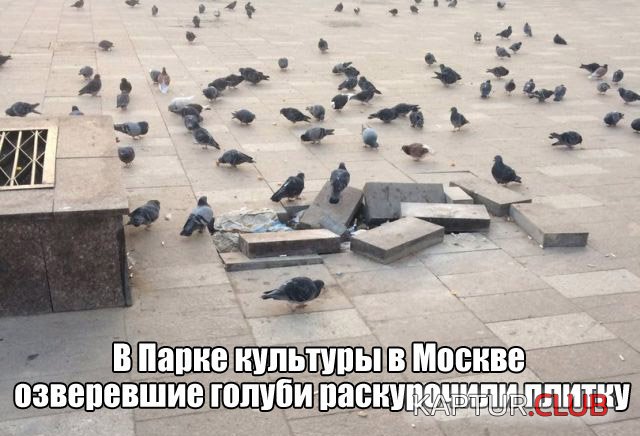1ff659a31d89258c0f5203410a1.jpg | Рено Каптур Клуб Россия | Форум KAPTUR.SU