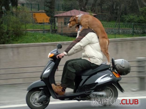 2.jpg | Рено Каптур Клуб Россия | Форум KAPTUR.SU