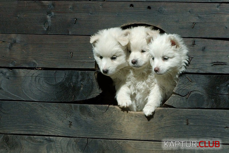 2.png | Рено Каптур Клуб Россия | Форум KAPTUR.SU