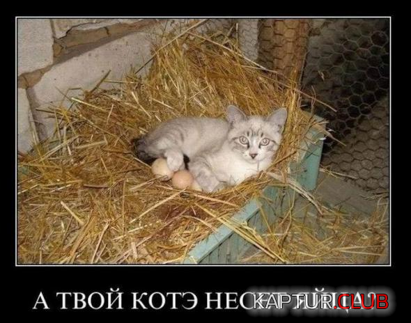 2.png | Рено Каптур Клуб Россия | Форум KAPTUR.SU