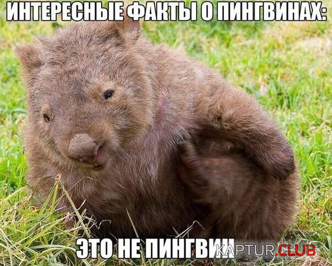2.png | Рено Каптур Клуб Россия | Форум KAPTUR.SU
