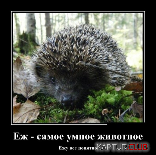 2.png | Рено Каптур Клуб Россия | Форум KAPTUR.SU