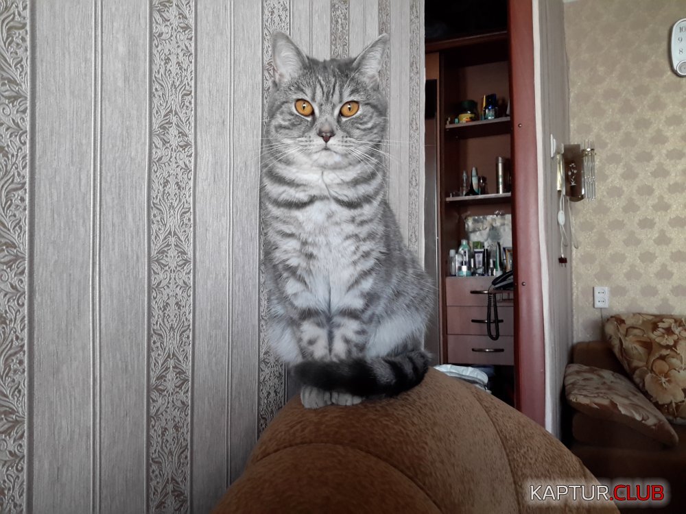 20150922_122514.jpg | Рено Каптур Клуб Россия | Форум KAPTUR.SU