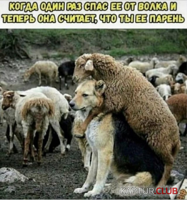 201685_10_trinixy_ru.jpg | Рено Каптур Клуб Россия | Форум KAPTUR.SU