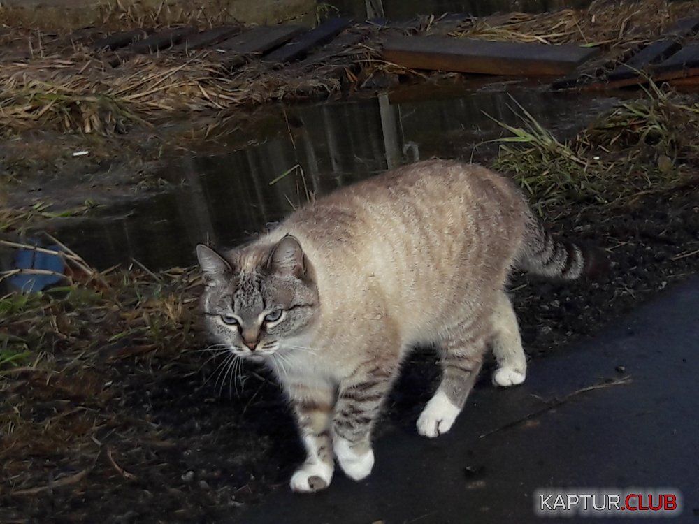 20170323_090043.jpg | Рено Каптур Клуб Россия | Форум KAPTUR.SU