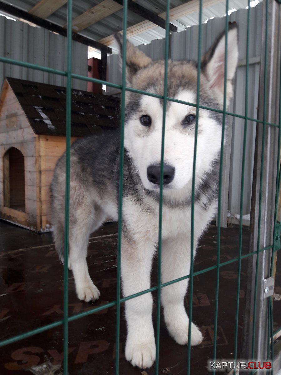 20180203_105448.jpg | Рено Каптур Клуб Россия | Форум KAPTUR.SU