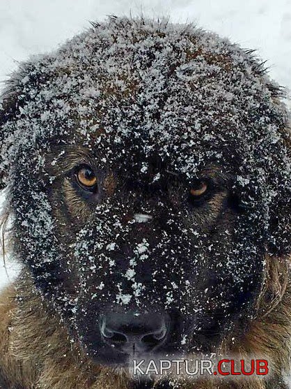 20180204_205923.jpg | Рено Каптур Клуб Россия | Форум KAPTUR.SU