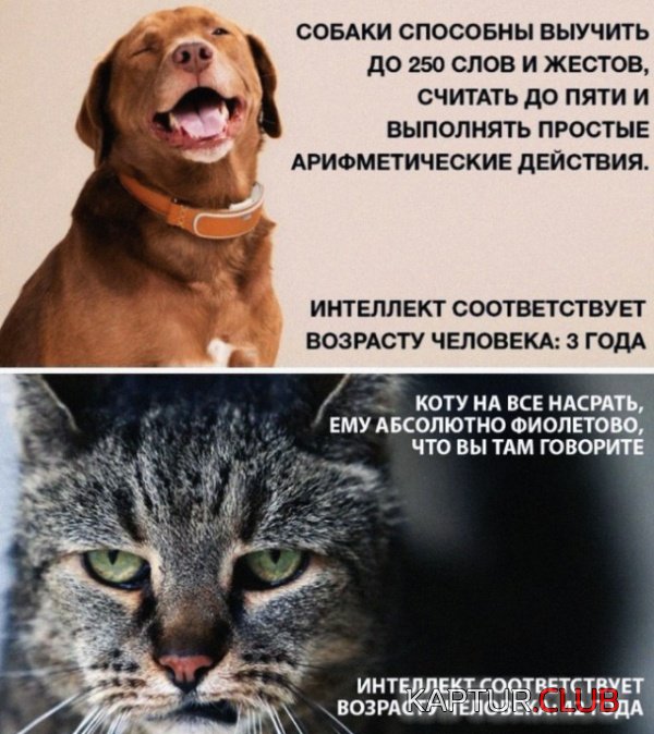20181225_173927.jpg | Рено Каптур Клуб Россия | Форум KAPTUR.SU