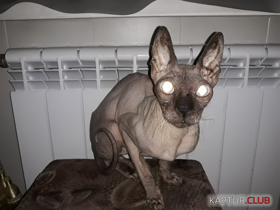 20190323_214542.jpg | Рено Каптур Клуб Россия | Форум KAPTUR.SU