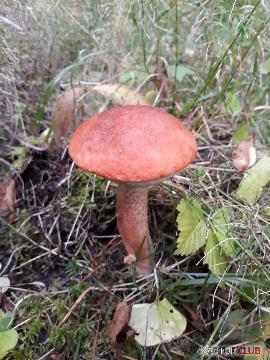 20190908_071242.jpg | Рено Каптур Клуб Россия | Форум KAPTUR.SU