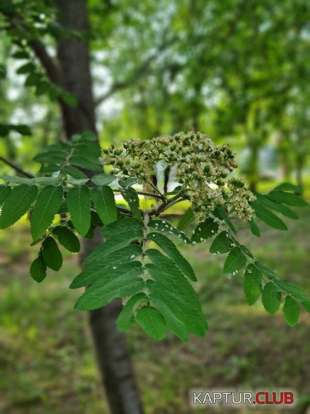 20210524_070439.jpg | Рено Каптур Клуб Россия | Форум KAPTUR.SU