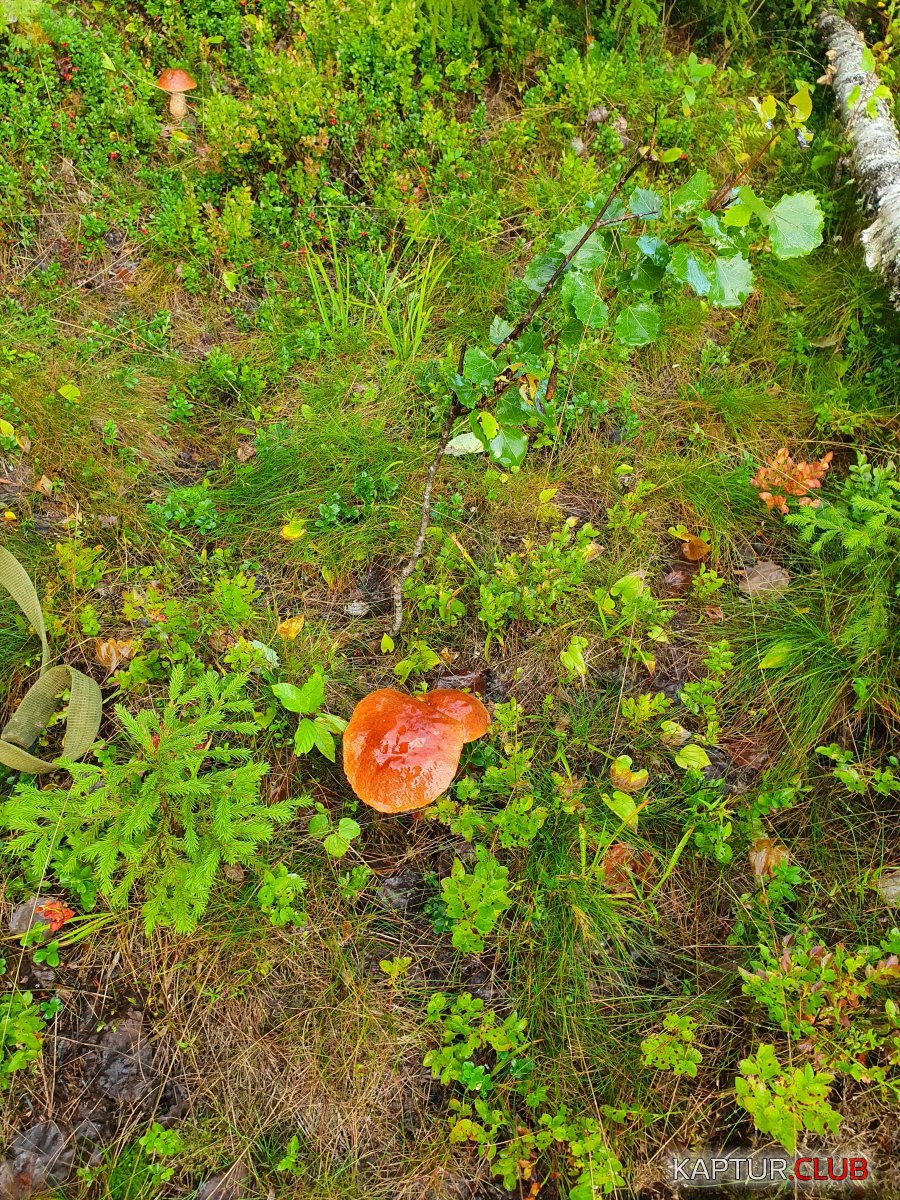 20210820_064236.jpg | Рено Каптур Клуб Россия | Форум KAPTUR.SU