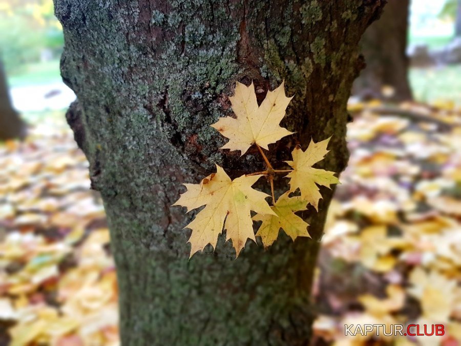 20211005_161747.jpg | Рено Каптур Клуб Россия | Форум KAPTUR.SU