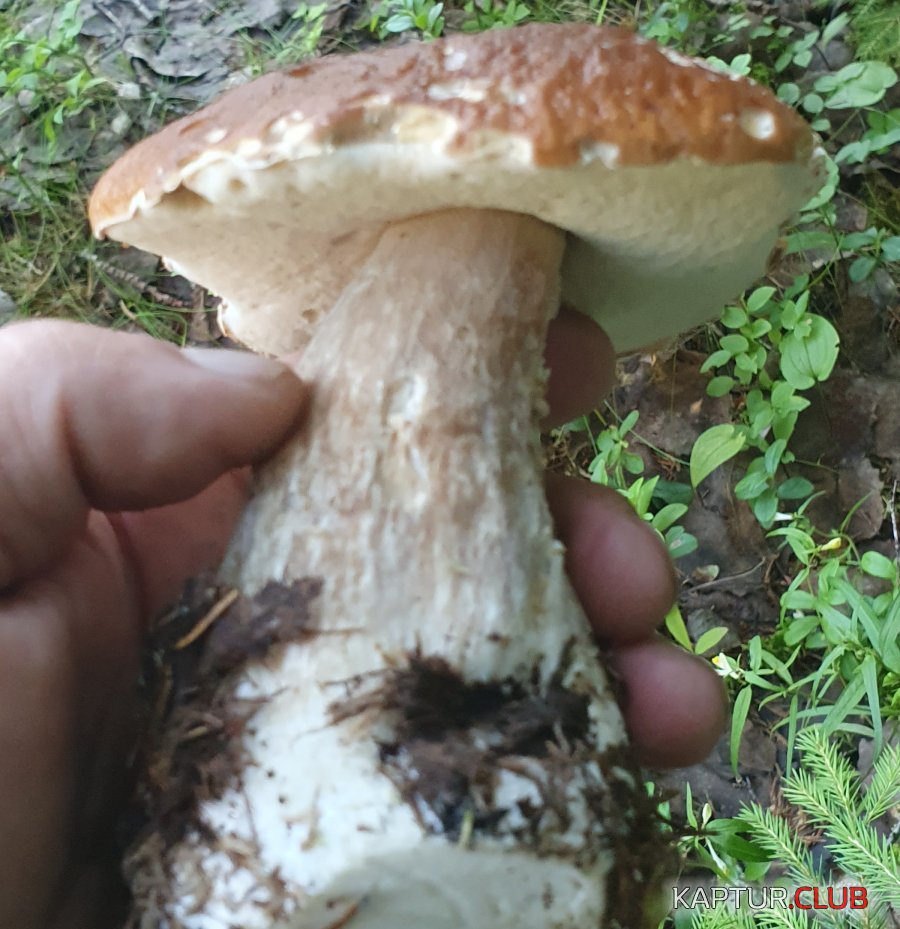 20230809_071537.jpg | Рено Каптур Клуб Россия | Форум KAPTUR.SU