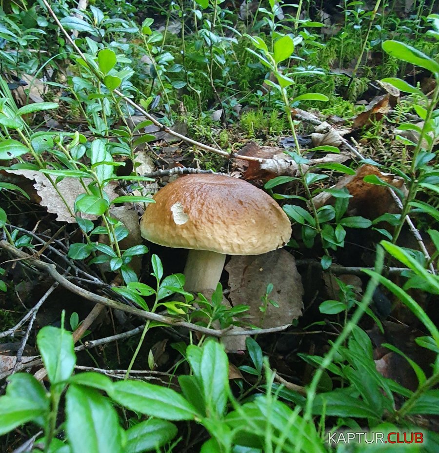 20230809_072758.jpg | Рено Каптур Клуб Россия | Форум KAPTUR.SU