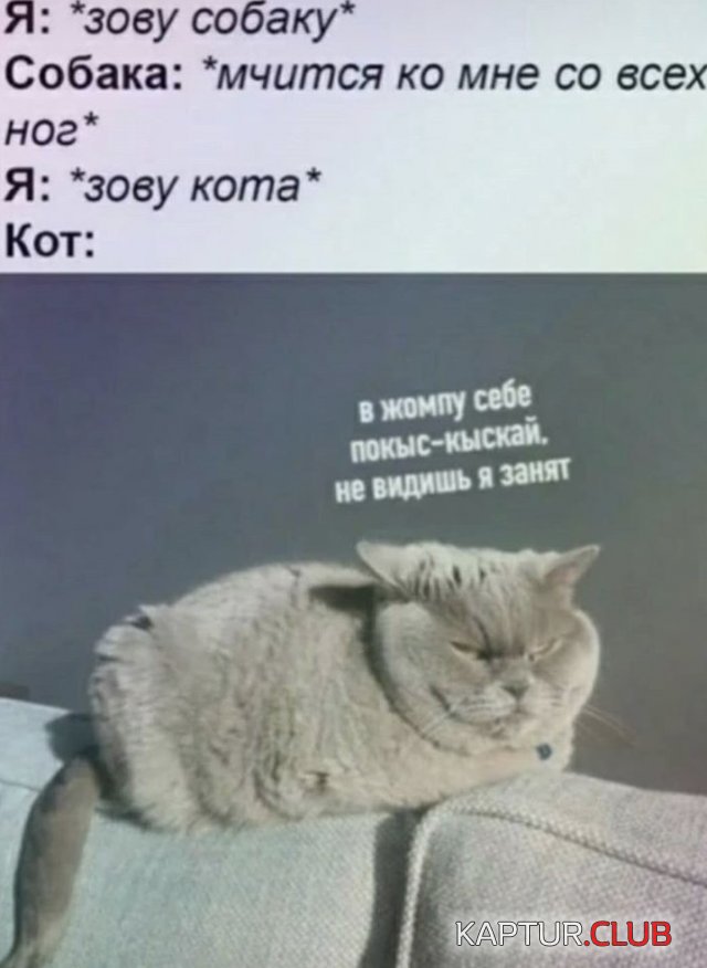 203016_5_trinixy_ru.jpg | Рено Каптур Клуб Россия | Форум KAPTUR.SU