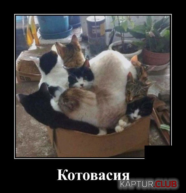 203795_1_trinixy_ru.jpg | Рено Каптур Клуб Россия | Форум KAPTUR.SU