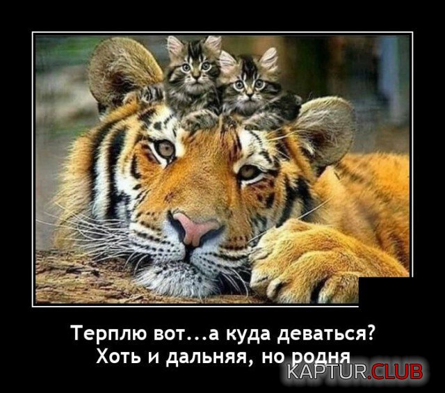 204161_6_trinixy_ru.jpg | Рено Каптур Клуб Россия | Форум KAPTUR.SU