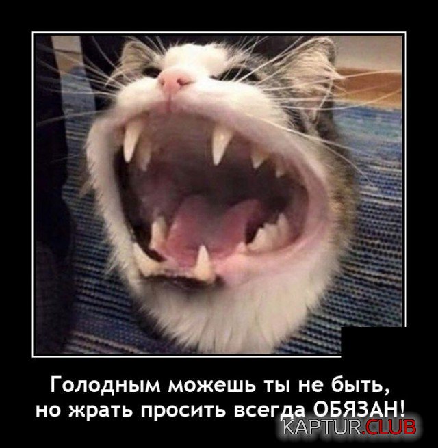 204461_17_trinixy_ru.jpg | Рено Каптур Клуб Россия | Форум KAPTUR.SU